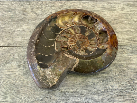 Large Ammonite Bowl, Dendritic Ammonite, Ammonite Fossil, Crystal Shop, Fossils, Masculine Decor, Home Decor, Holiday gifts, Men's gifts