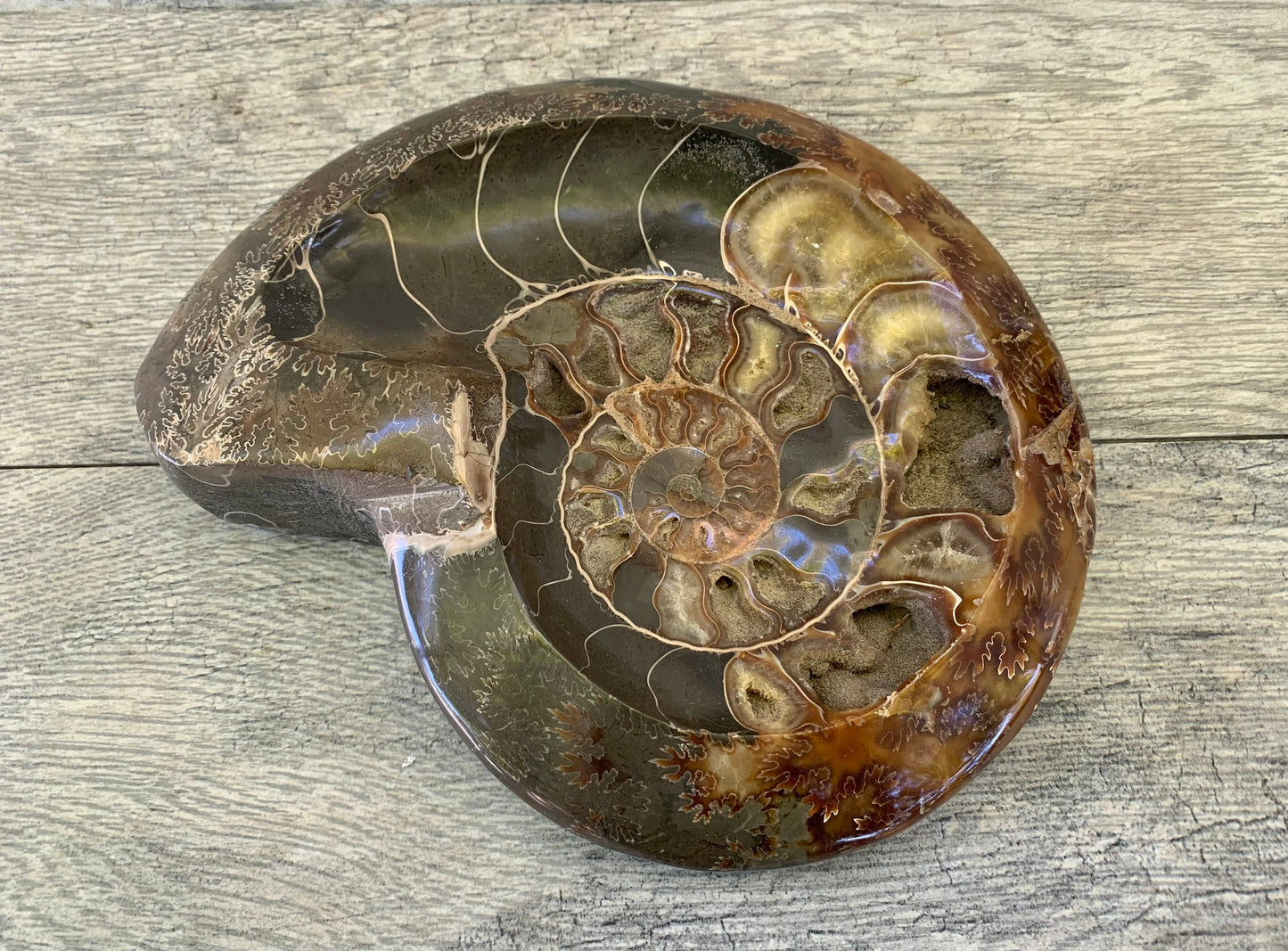 Large Ammonite Bowl, Dendritic Ammonite, Ammonite Fossil, Crystal Shop, Fossils, Masculine Decor, Home Decor, Holiday gifts, Men's gifts
