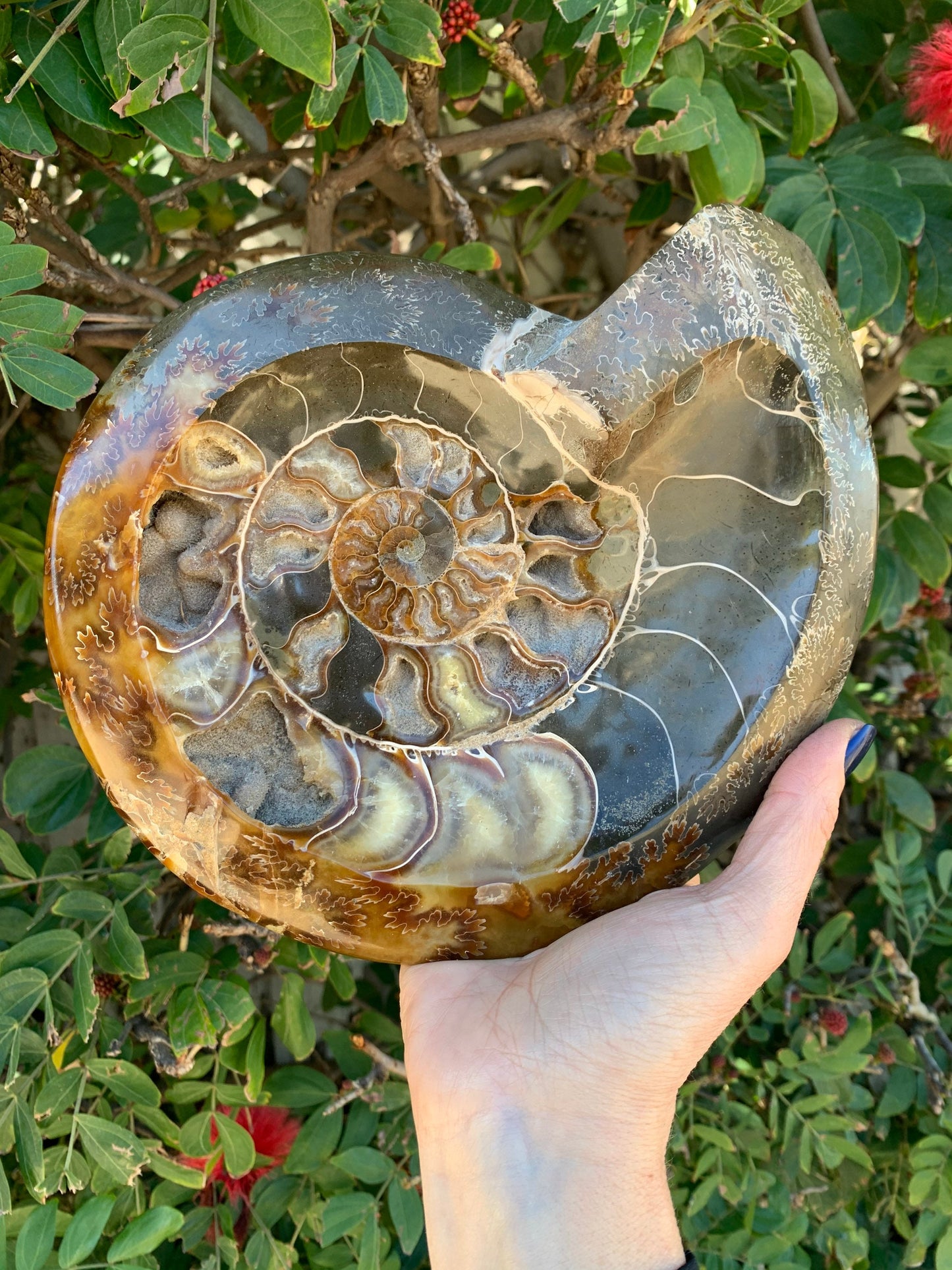 Large Ammonite Bowl, Dendritic Ammonite, Ammonite Fossil, Crystal Shop, Fossils, Masculine Decor, Home Decor, Holiday gifts, Men's gifts