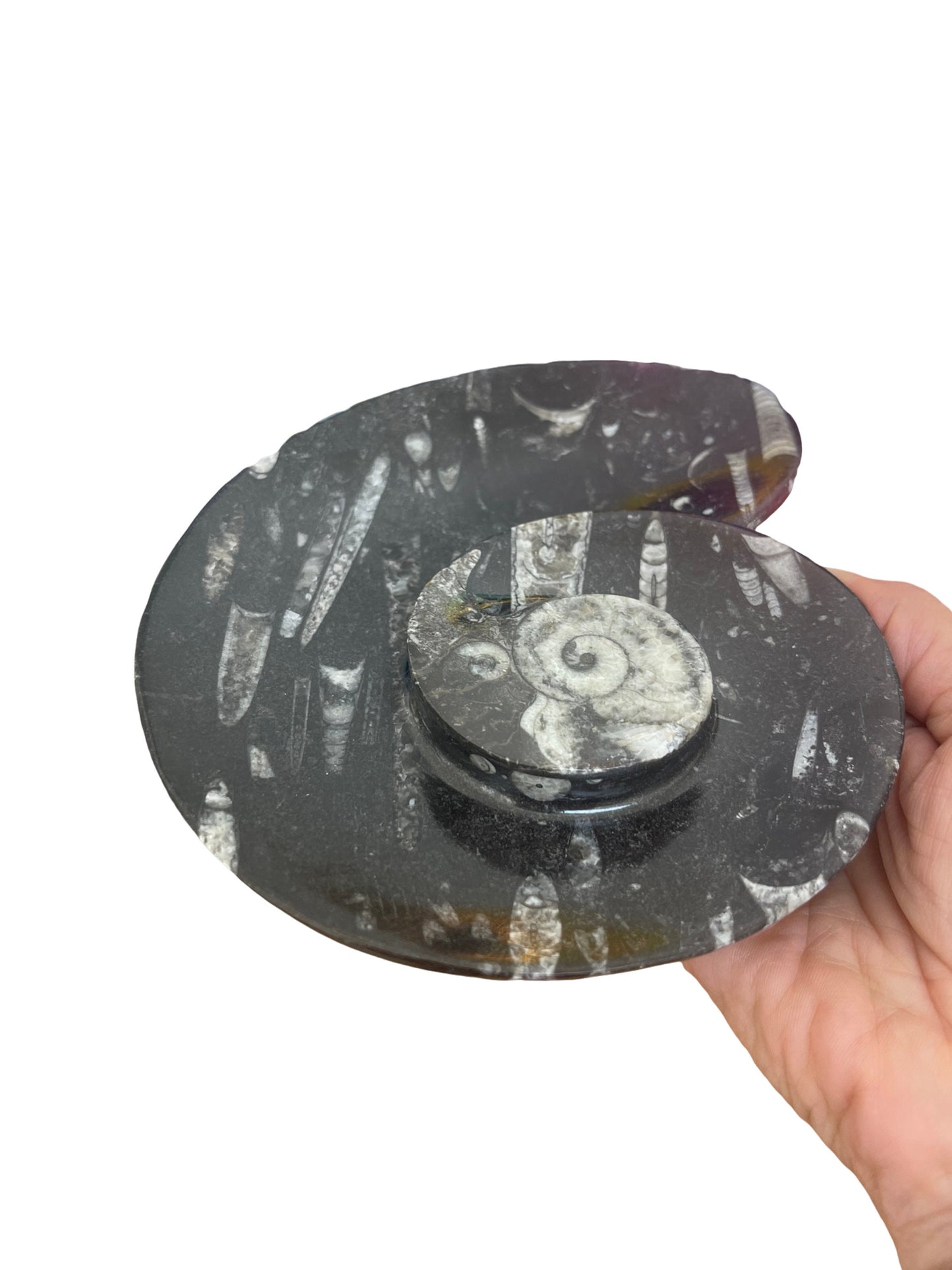 Orthoceras Dish, Orthoceras Bowl, Fossil Dish, Fossil Bowl, Jewelry Dish, Trinket Dish, Gifts for Him, Unique gifts for Men, Fossil lovers