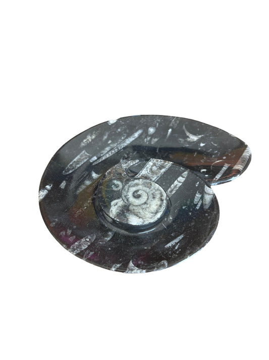 Orthoceras Dish, Orthoceras Bowl, Fossil Dish, Fossil Bowl, Jewelry Dish, Trinket Dish, Gifts for Him, Unique gifts for Men, Fossil lovers