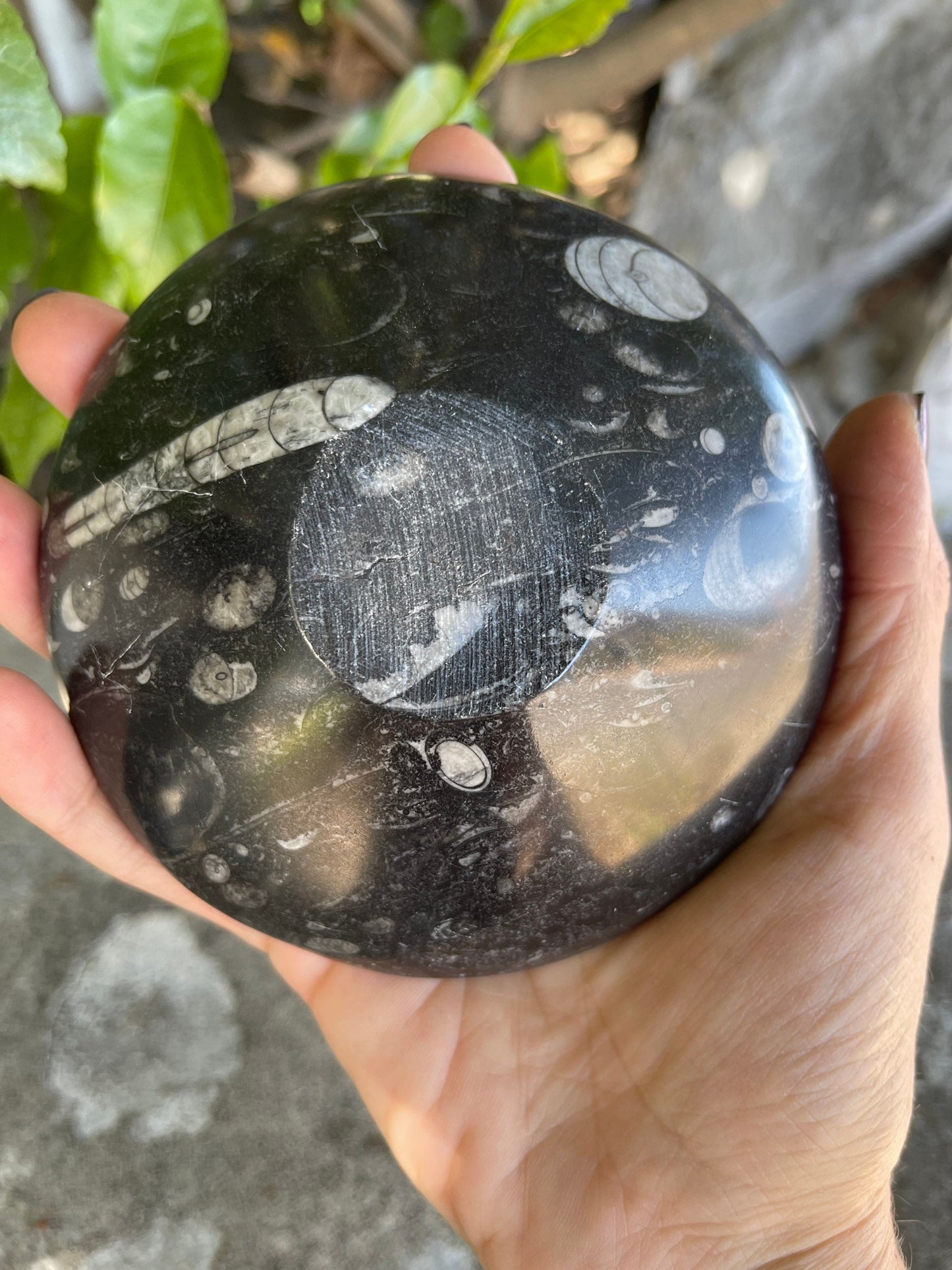 Orthoceras Bowl,Fossil Dish, Fossil Bowl, Jewelry Dish, Trinket Dish