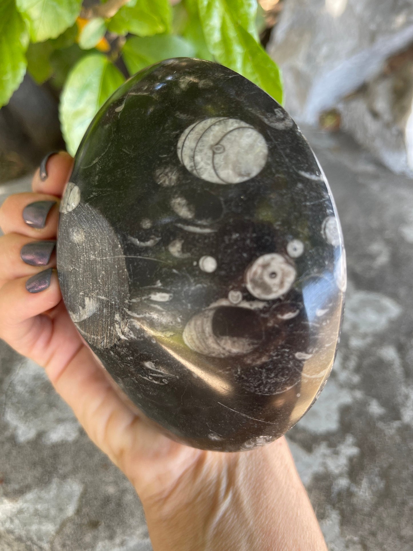 Orthoceras Bowl,Fossil Dish, Fossil Bowl, Jewelry Dish, Trinket Dish