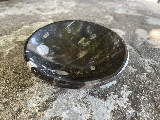 Orthoceras Bowl,Fossil Dish, Fossil Bowl, Jewelry Dish, Trinket Dish